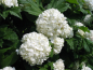 Preview: Blüte Viburnum opulus Roseum Gefüllter Schneeball